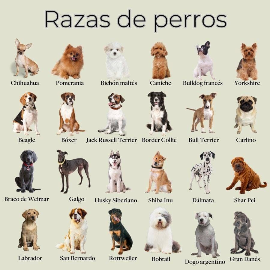 mascotas pro