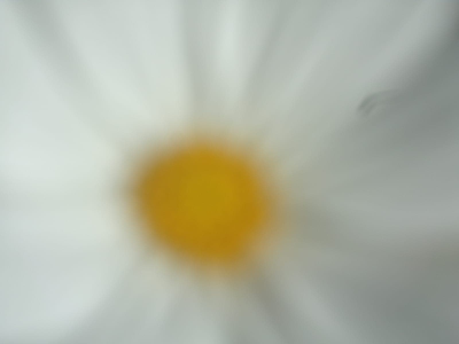 Alma