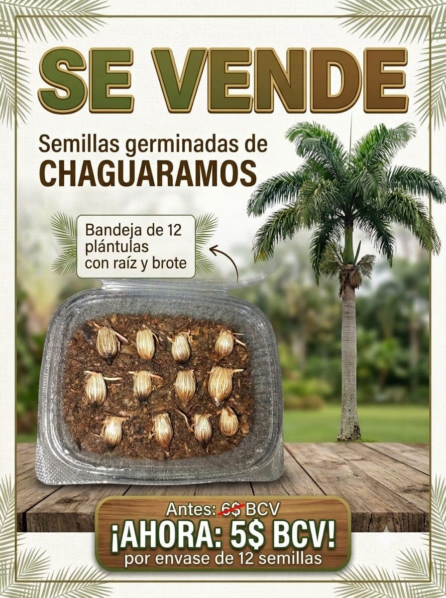 semillas de chaguaramo