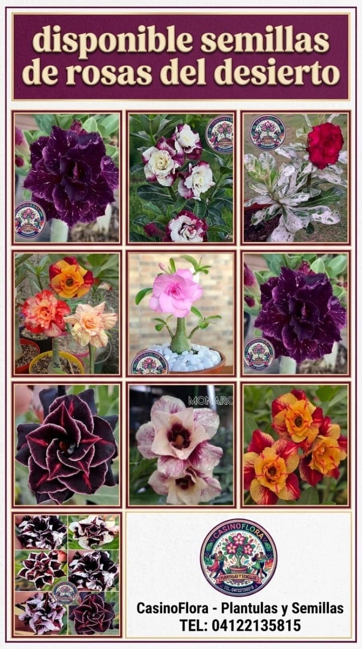 Semillas de Rosas del desierto colores surtidos