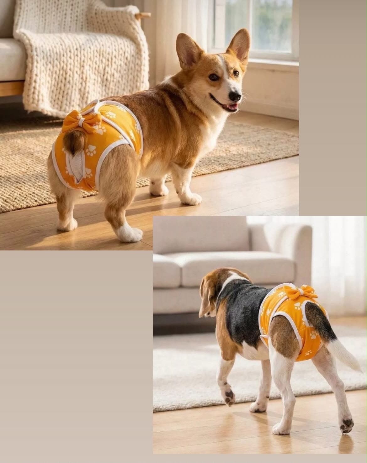 Pañal para mascotas